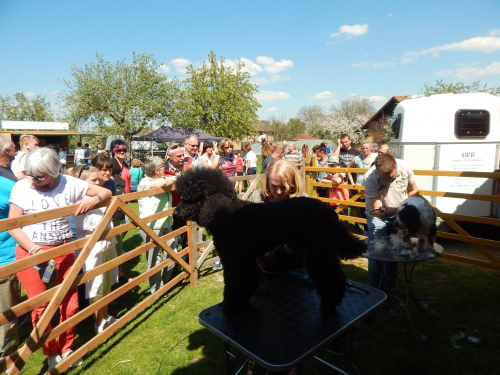 RückblickAlpakaHoffest 2016 von der WinklerRanch